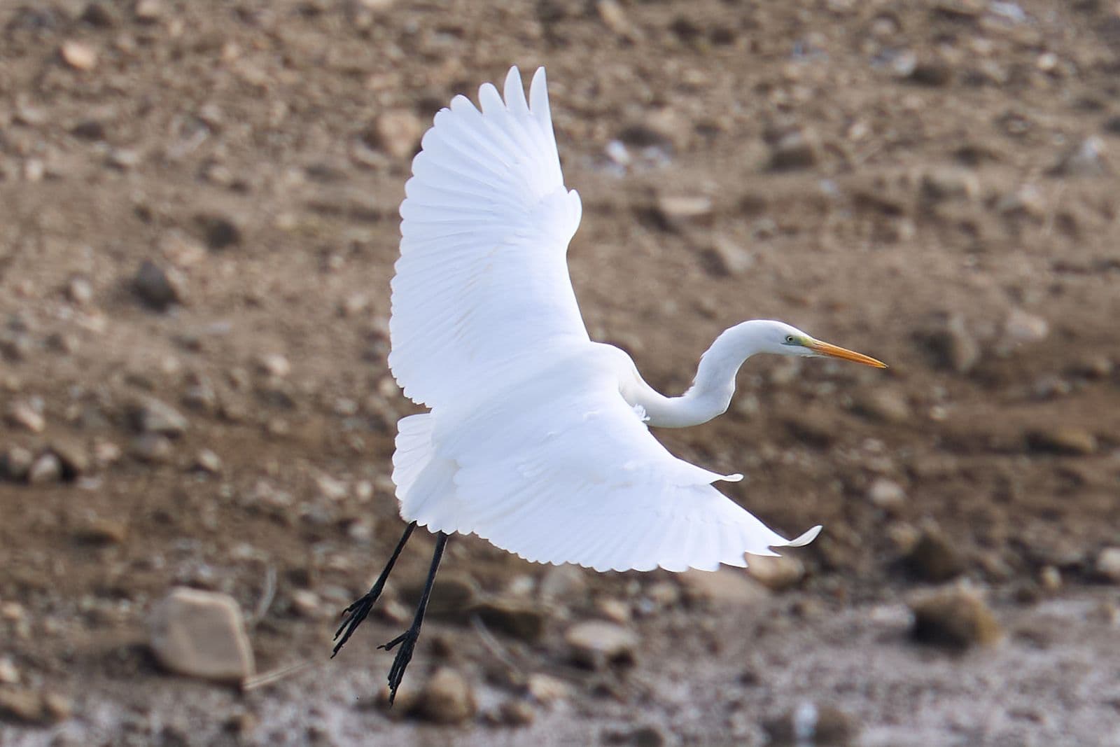 鷹巣池で撮影したダイサギの飛翔