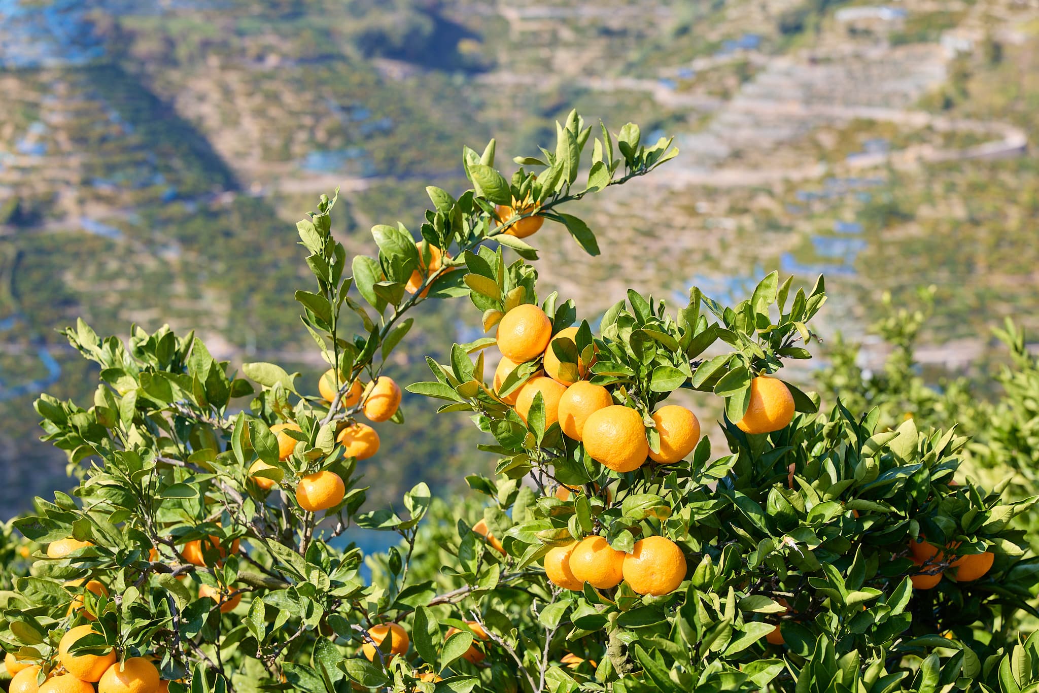 有田みかんの木
