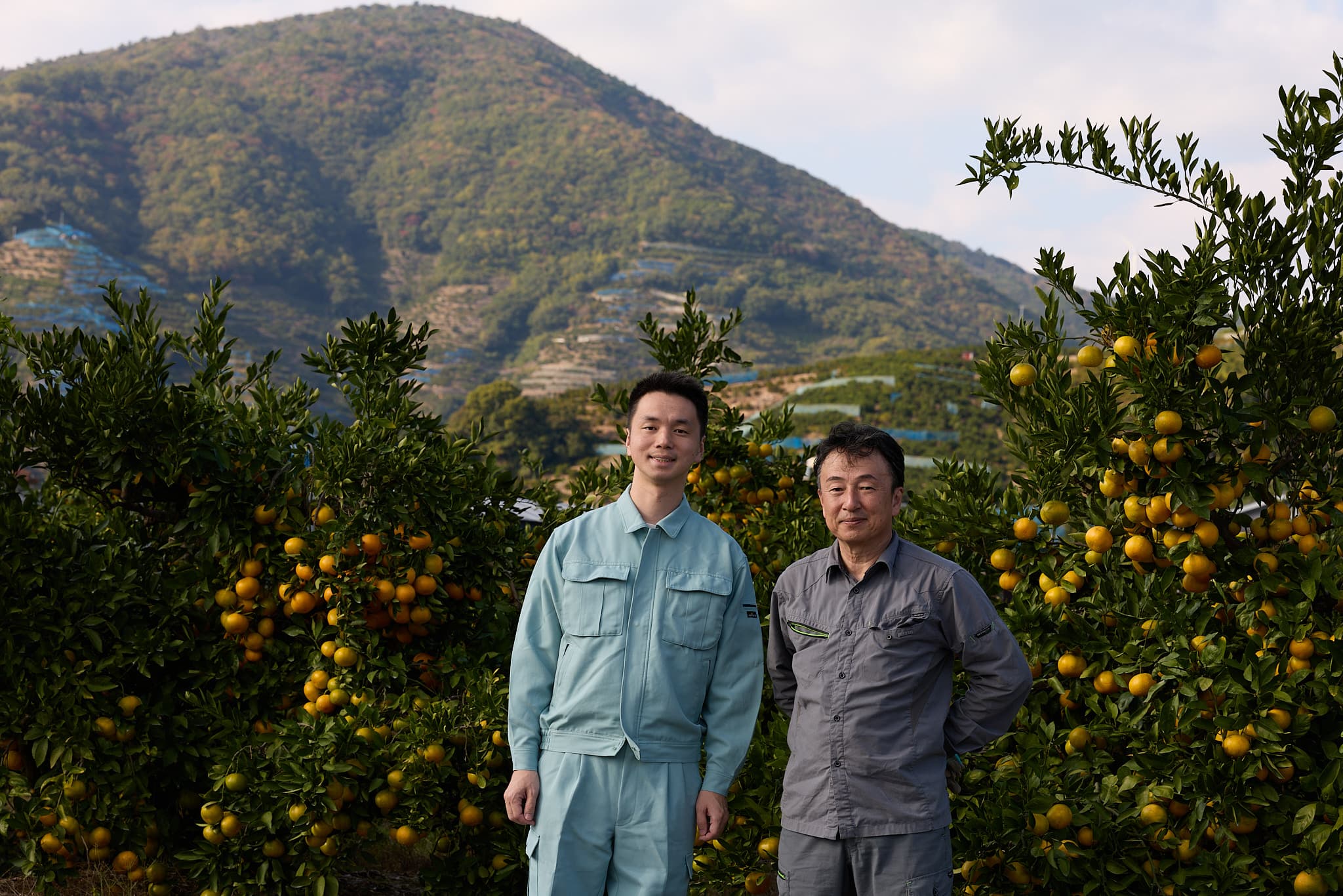 有田のみかん畑