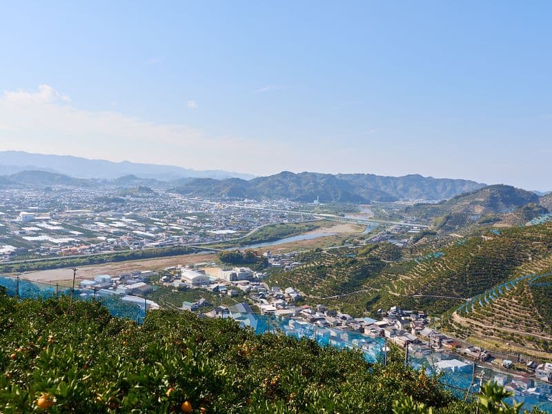 有田みかんの石段畑