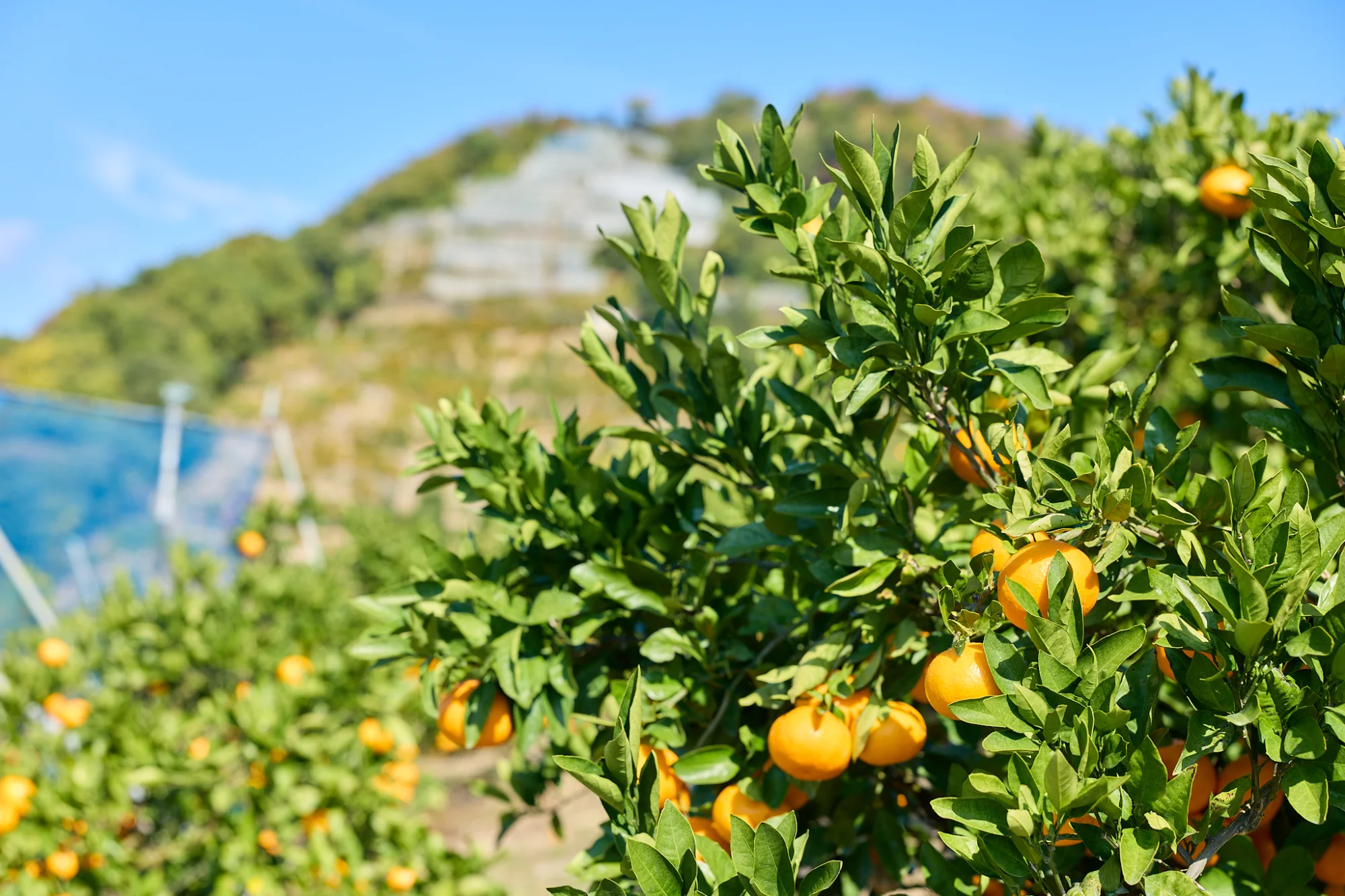 みかんと山