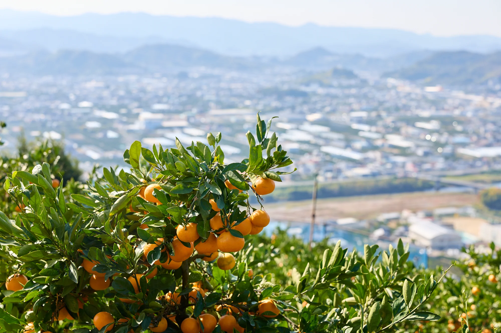 みかん畑と街並み