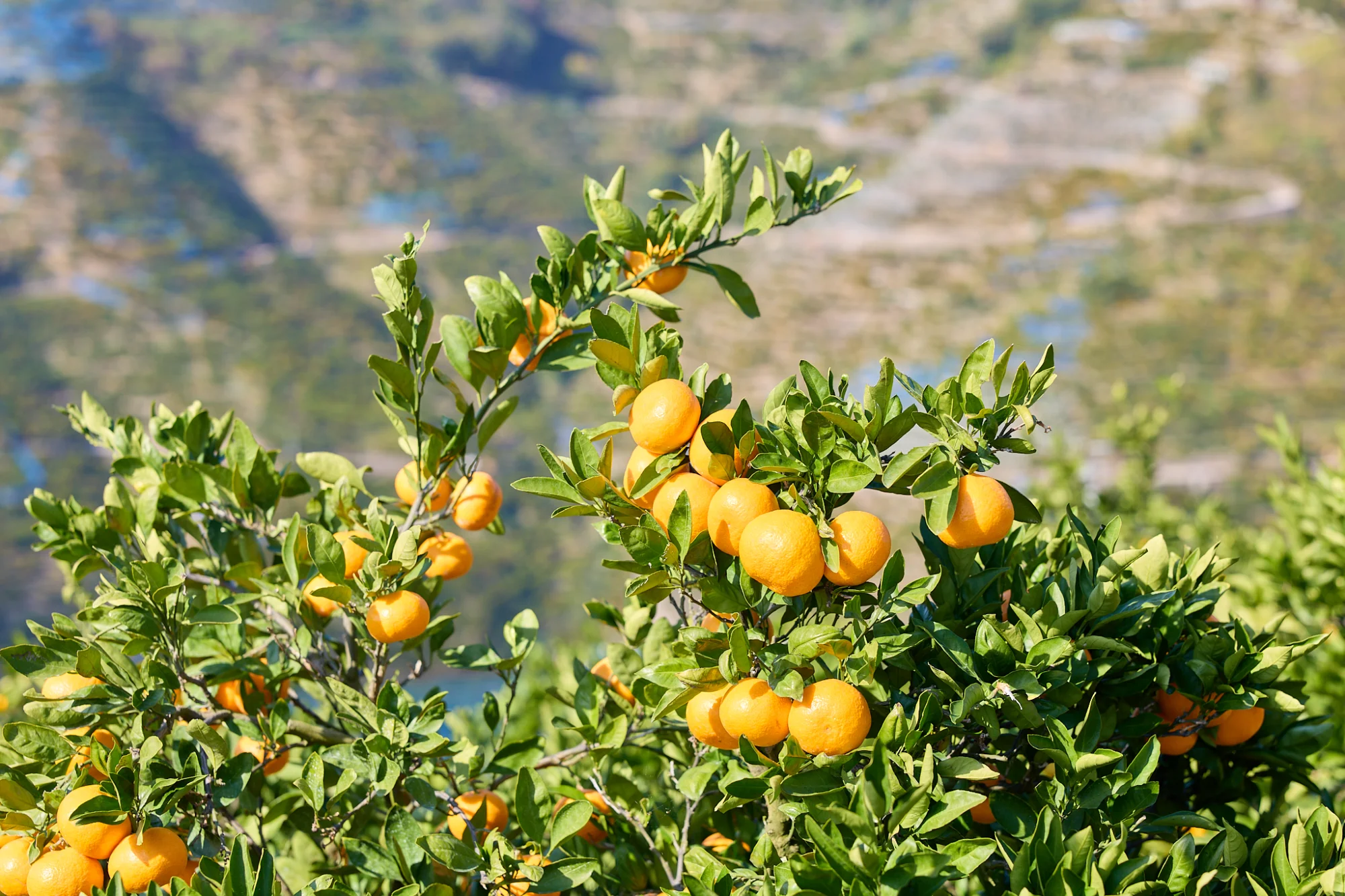 選果機プロジェクト